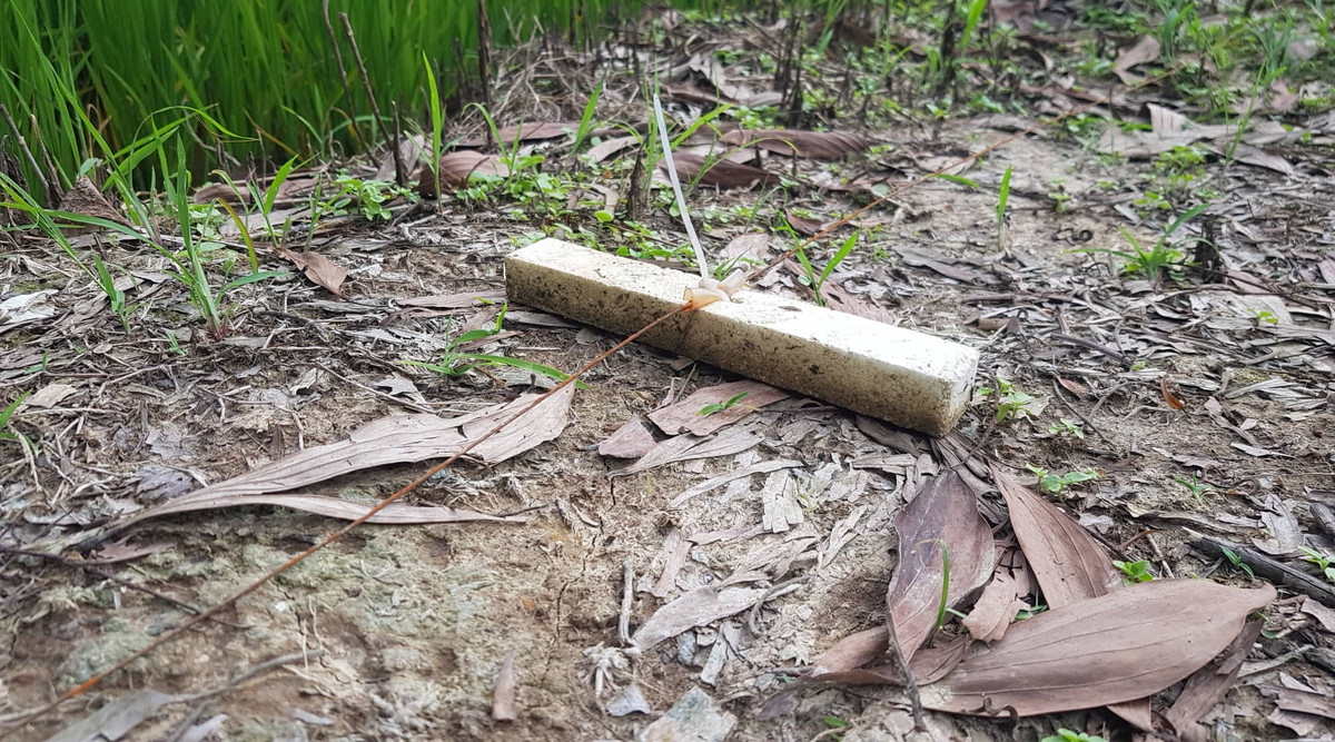 Thậm chí dây thép bẫy chuột được để ngay trên đường nội đồng.