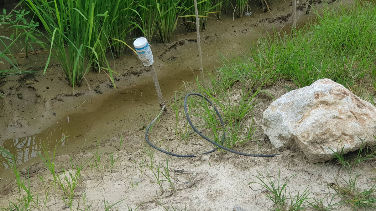 Ghi nhận tại một số cánh đồng ven đường gom cao tốc Hà Nội – Hải Phòng gần cầu vượt cao tốc thị trấn Gia Lộc (huyện Gia Lộc, tỉnh Hải Dương), PV vẫn bắt gặp cảnh người dân giăng đường dây thép (loại dây trần) quây quanh các thửa ruộng để bẫy diệt chuột bằng điện. 