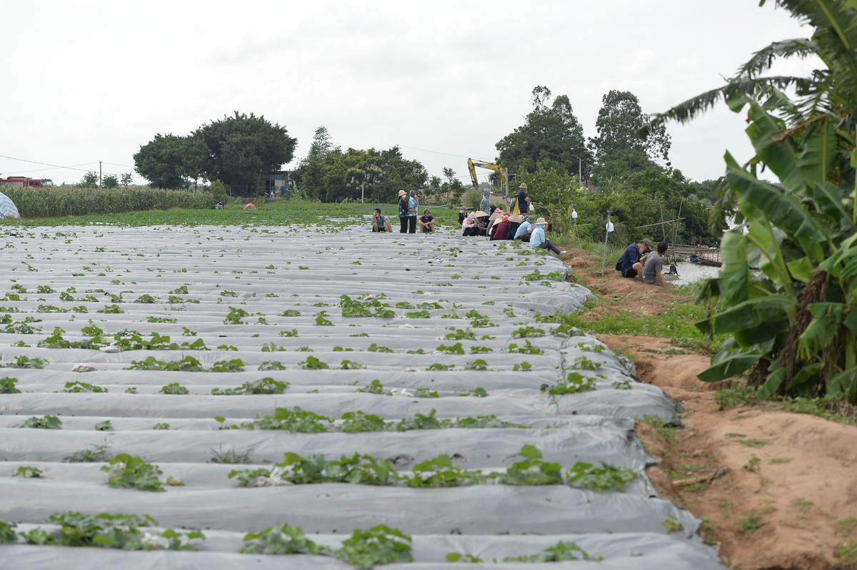 Lực lượng công an nhận định khả năng cao chị Th và 2 cháu nhỏ đã gặp nạn dưới lòng sông. Tính từ thời điểm nhận tin báo và phát hiện đồ dùng chị Th bỏ lại, chính quyền chỉ mất 15 phút để ra bờ sông nên khả năng dựng hiện trường giả là rất khó. Công an huyện Cẩm Giàng đang phối hợp với lực lượng chức năng và chính quyền địa phương huy động nhiều thợ lặn cùng các phương tiện thuyền, ca nô để tiếp tục tìm kiếm. 