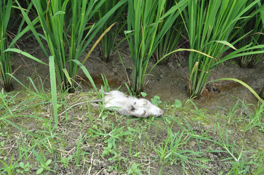 Những tưởng những vụ việc thương tâm trên sẽ là bài học cho nhiều người khác khi sử dụng điện bẫy chuột là hành vi vi phạm pháp luật, không ít người bị truy cứu trách nhiệm hình sự. Bên cạnh đó, cơ quan chức năng, báo chí liên tục cảnh báo nhưng tình trạng sử dụng điện bẫy chuột vẫn diễn ra. 