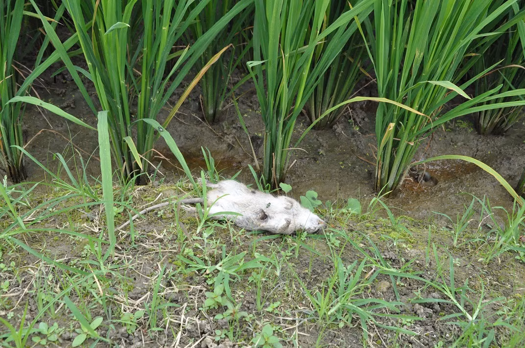 Những tưởng những vụ việc thương tâm trên sẽ là bài học cho nhiều người khác khi sử dụng điện bẫy chuột là hành vi vi phạm pháp luật, không ít người bị truy cứu trách nhiệm hình sự. Bên cạnh đó, cơ quan chức năng, báo chí liên tục cảnh báo nhưng tình trạng sử dụng điện bẫy chuột vẫn diễn ra. 