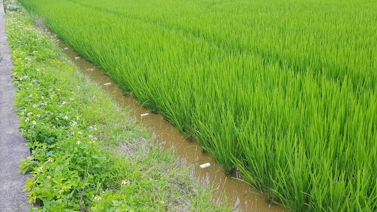 Người dân giăng dây thép trần trên những mảnh xốp màu trắng.