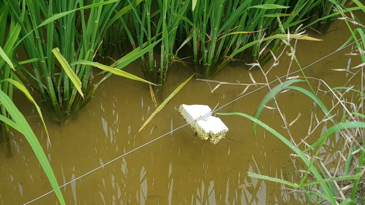 Dây thép rất nhỏ phải nhìn kỹ mới có thể phát hiện ra.