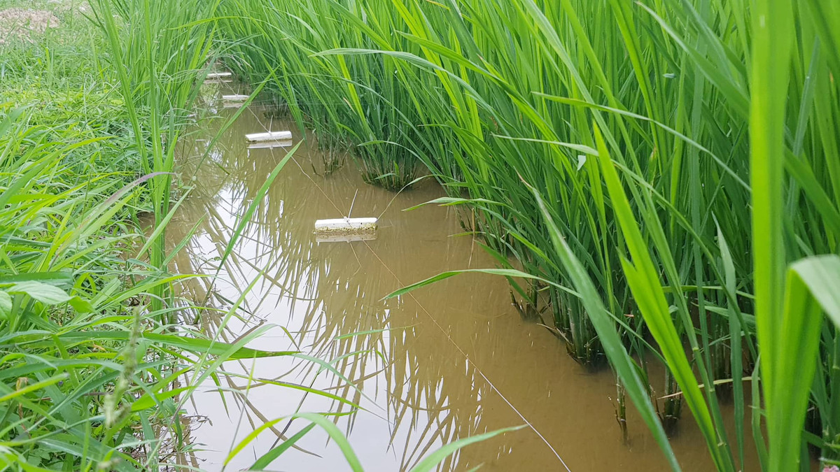 Cận cảnh hình ảnh dây thép giăng dưới ruộng để bẫy chuột bằng điện.