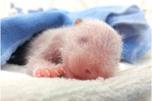 7 su that thu vi ve loai gau truc dang yeu-Hinh-7