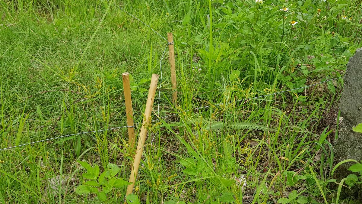 Dây thép trần giăng qua cả đường nội đồng một cách sơ sài, nếu ban tối rất khó phát hiện.