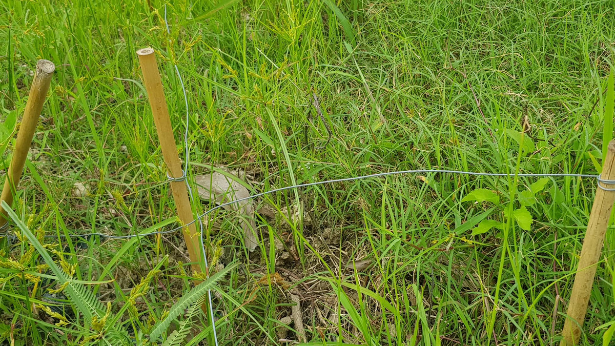 Khi người dân sử dụng điện để bẫy chuột, hệ thống dây thép trần này sẽ là những cái bẫy chết người.