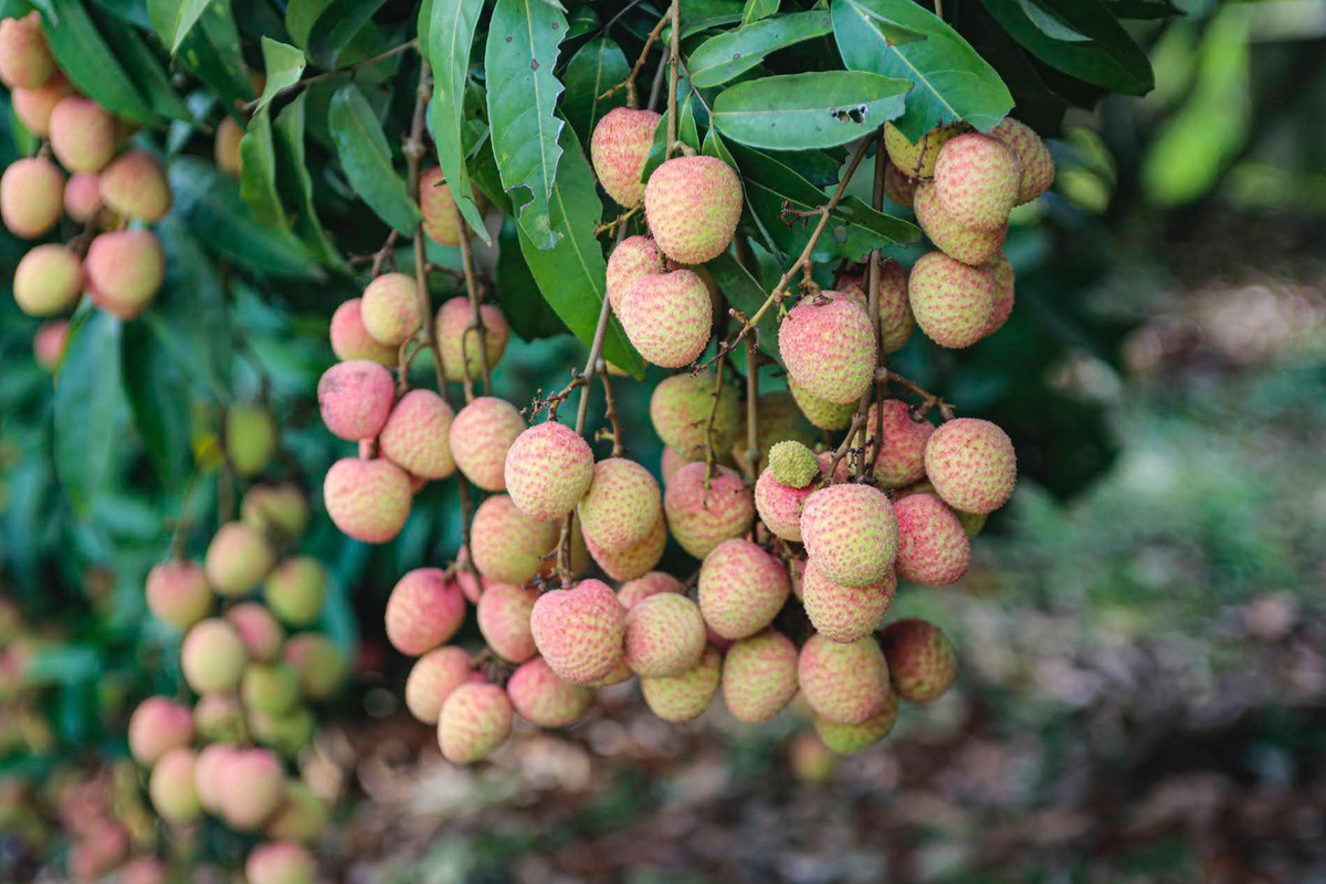 Hai Duong: Day manh xuc tien tieu thu vai thieu, nguoi dan phan khoi...“duoc mua, duoc gia“-Hinh-8