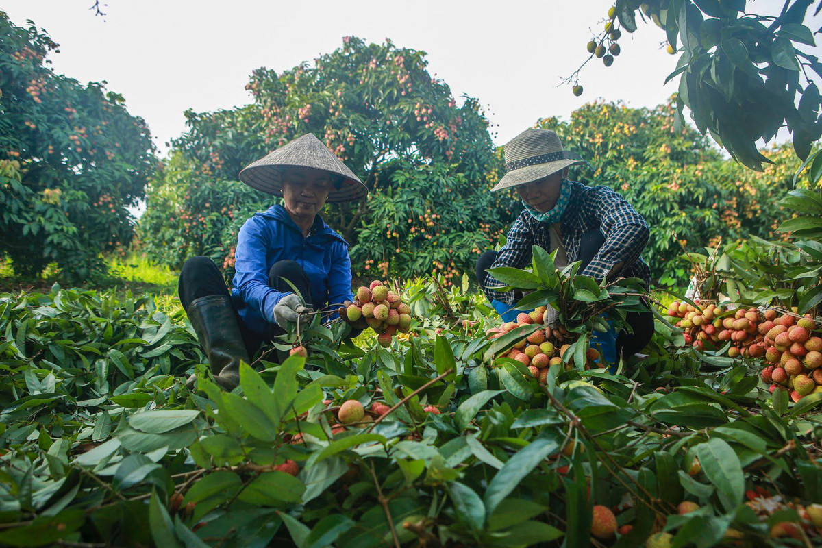 Hai Duong: Day manh xuc tien tieu thu vai thieu, nguoi dan phan khoi...“duoc mua, duoc gia“-Hinh-7