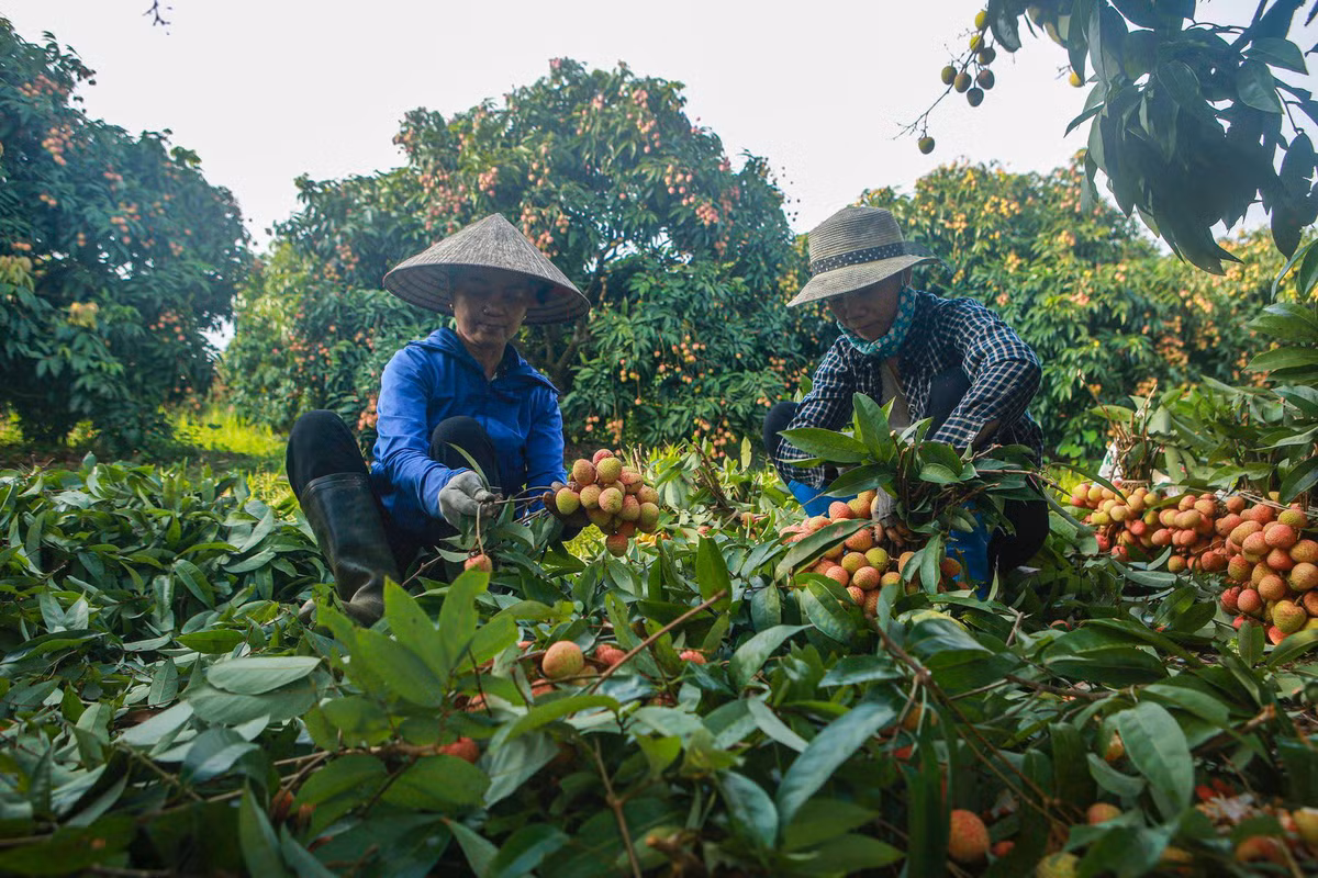 Hai Duong: Day manh xuc tien tieu thu vai thieu, nguoi dan phan khoi...“duoc mua, duoc gia“-Hinh-7