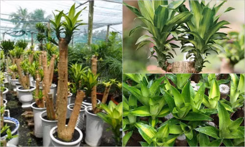 Co loai cay nay trong nha tien se vao o at hon suoi do