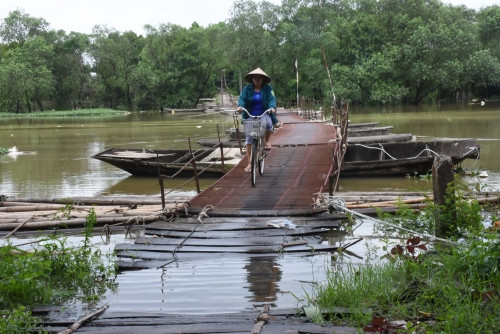Tan muc cay cau khung khiep nhat Ha Noi-Hinh-2