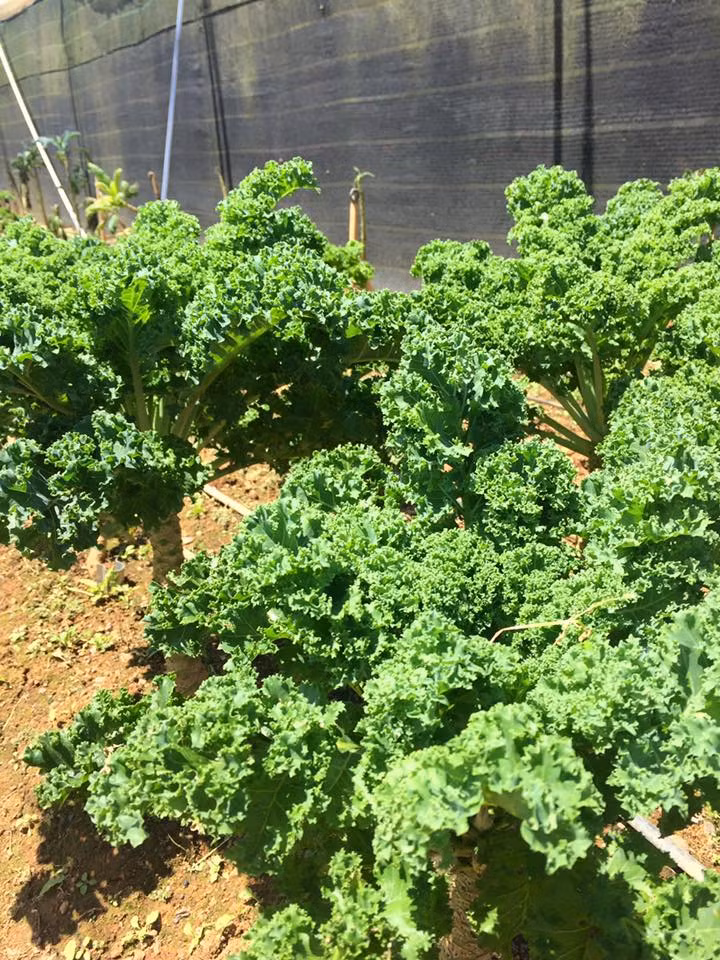 Các chủ vườn cho biết, ngày nào họ cũng được hái lá rau cải này bán cho đến khi cây già, năng suất thấp đi thì họ mới phá bỏ