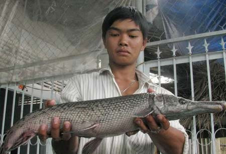 Xem nhung loai ca quai di hien dien o Viet Nam-Hinh-2