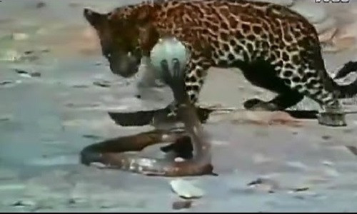 Kich liet canh ran ho mang chua danh bai bao hung hang