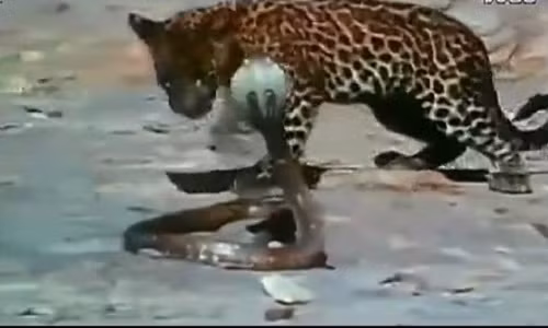 Kich liet canh ran ho mang chua danh bai bao hung hang