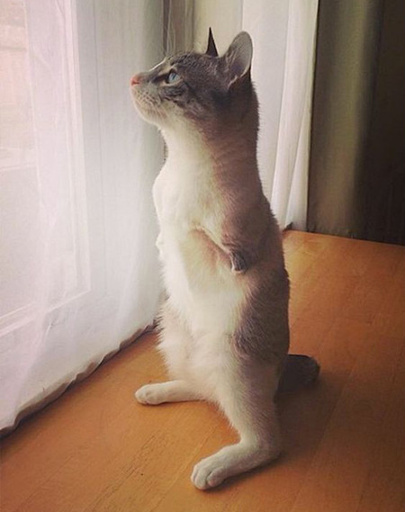 Gap con meo cut chan hang chuc nghin nguoi me-Hinh-2