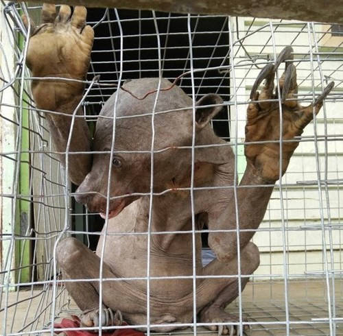 Sinh vat ngoai hanh tinh o Malaysia tai xuat-Hinh-2