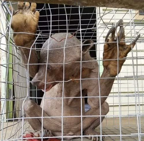 Sinh vat ngoai hanh tinh o Malaysia tai xuat-Hinh-2