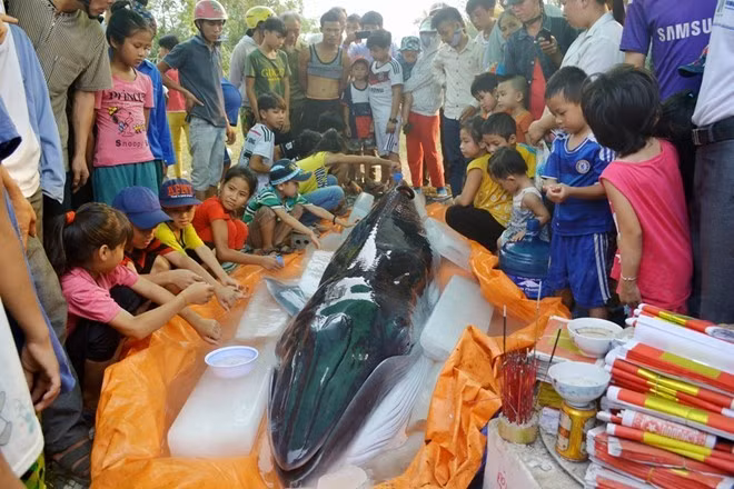 Ly giai chuyen ca mai cheo du bao dong dat dat bo-Hinh-2