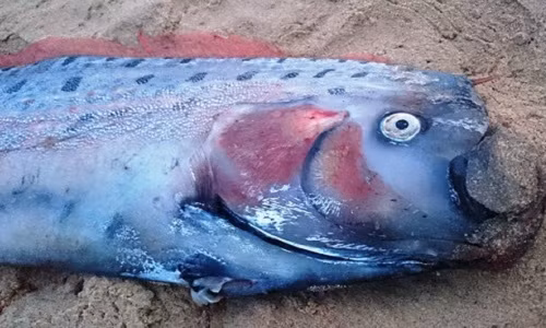 Ly giai chuyen ca mai cheo du bao dong dat dat bo