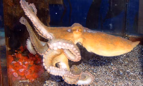 Kham pha kha nang sieu pham moi cua bach tuoc