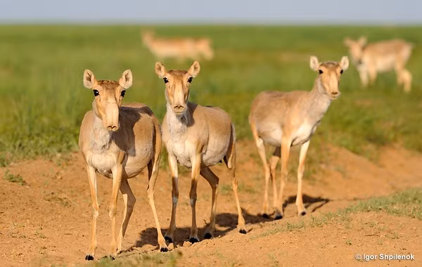 Linh duong Saiga chet hang loat day bi an-Hinh-2