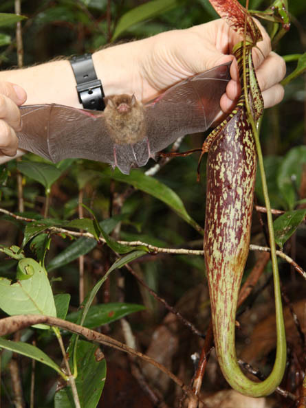 Một loài cây nắp ấm khác, có tên khoa học là Nepenthes rafflesiana elongata, phát triển hình dạng lá hình ấm để bắt côn trùng. Bên trong lá hình ấm có lông răng. Khi con mồi rơi vào lá, nắp sẽ nhanh chóng úp xuống để nó không thể thoát ra.