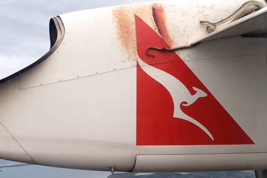 Một con rắn được phát hiện trên cánh của một chiếc máy bay phản lực, đi du lịch ở độ cao hàng nghìn mét trên một quãng đường dài. Con vật vẫn sống sót trong chuyến bay và chỉ qua đời sau khi hạ cánh.