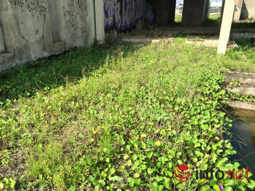 Những bể nước đang xây dựng dở cỏ dại và cát tràn vào.