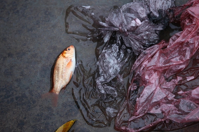 Năm nay, ý thức người dân trong hoạt động thả cá chép tiễn ông Công, ông Táo lên chầu trời đã được nâng cao hơn.