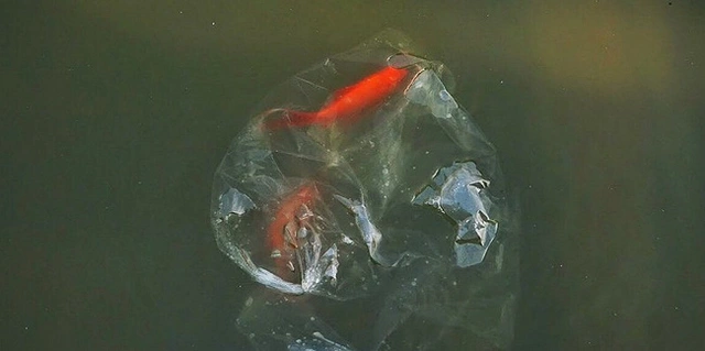 Chú cá vàng quẫy đuôi tìm đường thoát ra khỏi túi nilon...