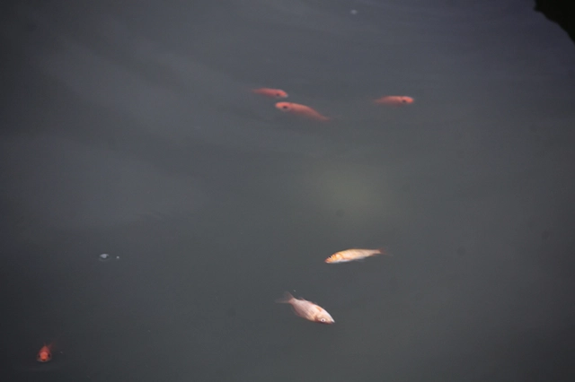 Tại Hà Nội, người dân còn thiết kế những chiếc "cầu trượt" bằng ống nước để thả cá từ trên cao xuống, tránh tình trạng thả cá từ trên cao.