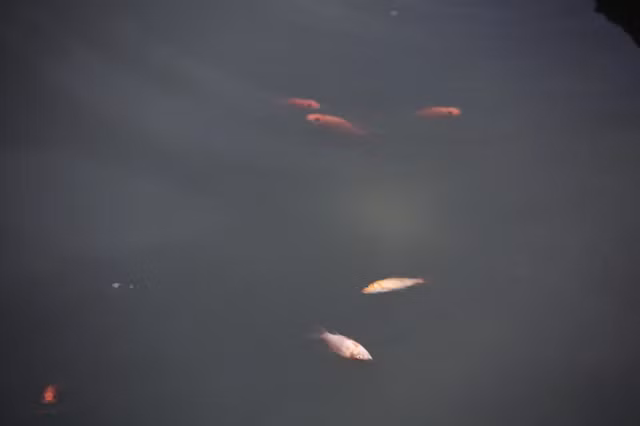 Tại Hà Nội, người dân còn thiết kế những chiếc "cầu trượt" bằng ống nước để thả cá từ trên cao xuống, tránh tình trạng thả cá từ trên cao.