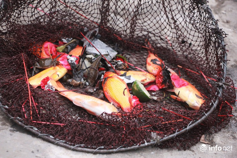 Nhiều người còn đứng trên thành cầu cao rồi thả cá xuống, gây nên tình trang cá chết hàng loạt.