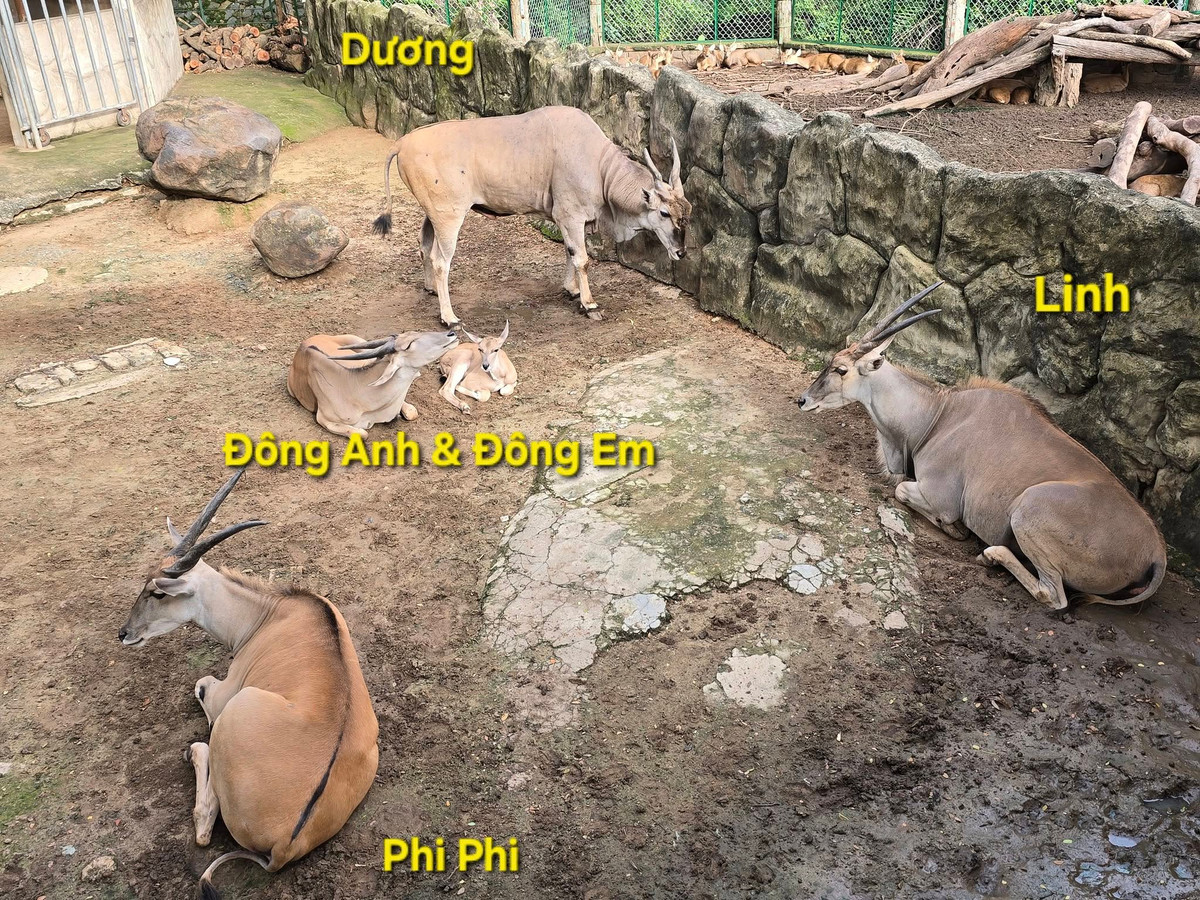 Có những cái tên nghe vô cùng thân thuộc, giống như tên được đặt cho người như Dương, Linh.