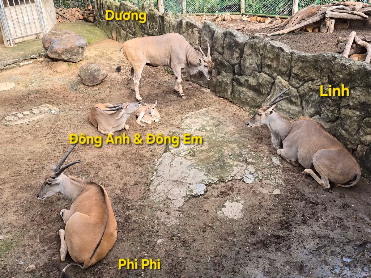 Có những cái tên nghe vô cùng thân thuộc, giống như tên được đặt cho người như Dương, Linh.