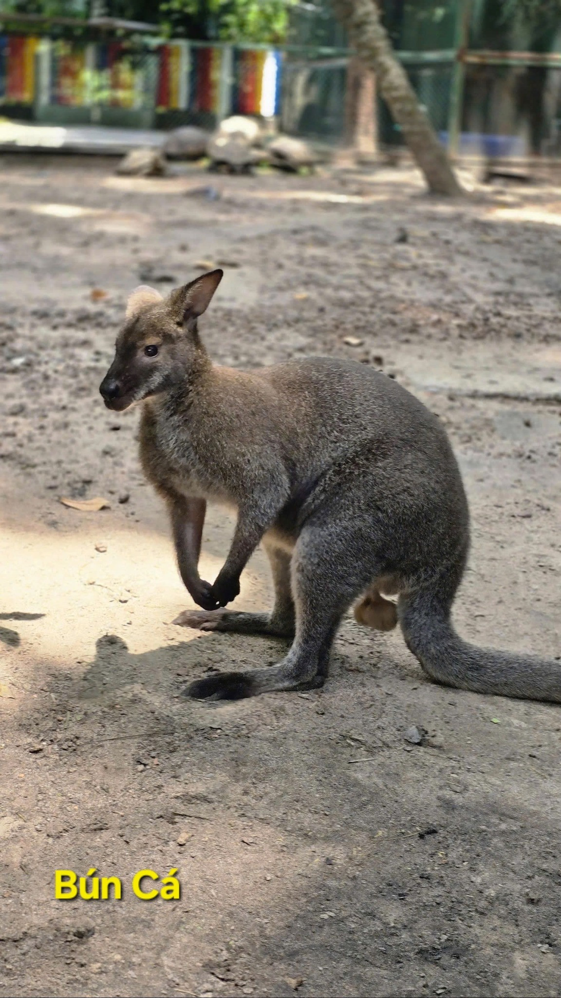 "Học tên cho đúng sau đi Thảo Cầm Viên còn giao tiếp với mấy ẻm nha", "chả trách lần trước đến gọi mãi mà các ẻm không thưa, hóa ra người ta có tên đàng hoàng mà gọi không đúng" - Netizen dí dỏm bình luận.