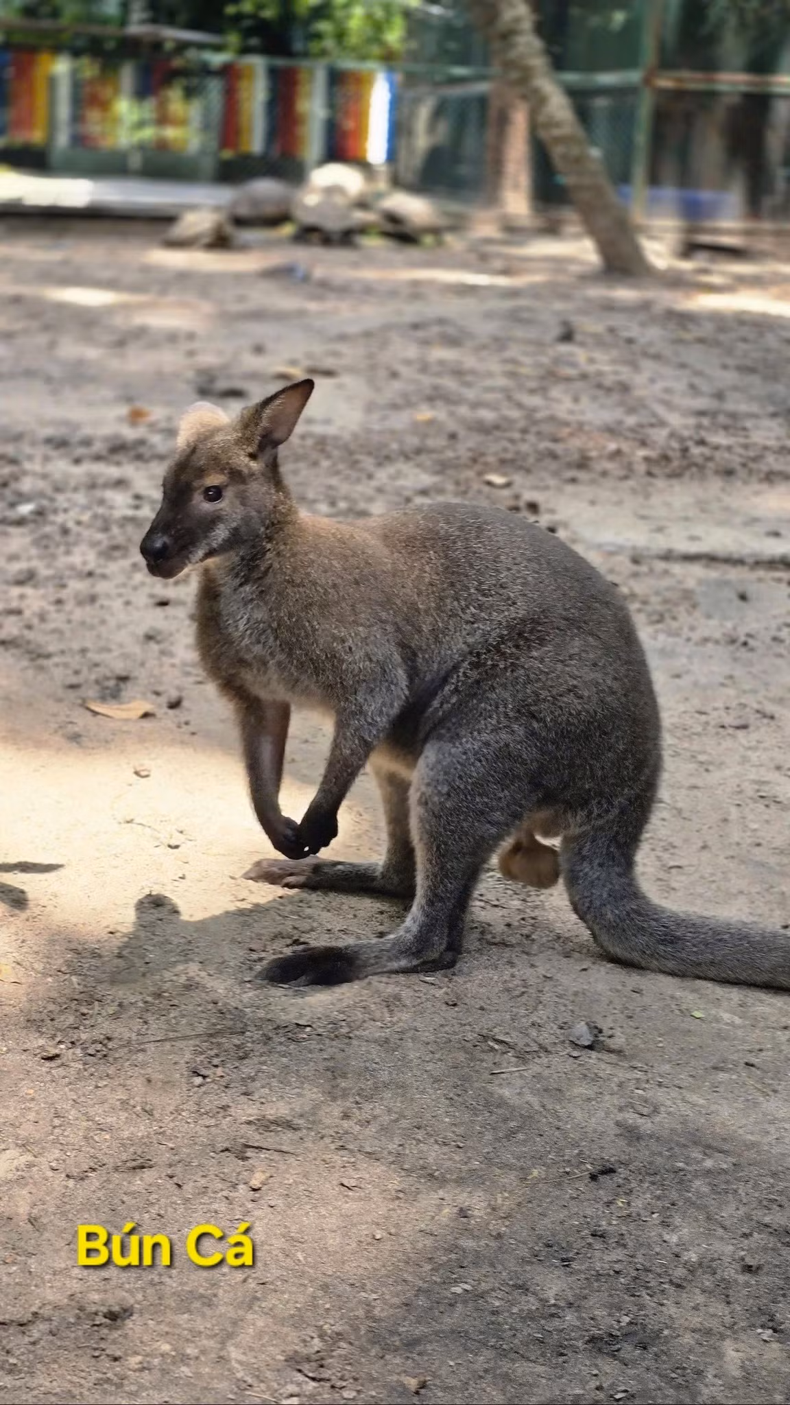 "Học tên cho đúng sau đi Thảo Cầm Viên còn giao tiếp với mấy ẻm nha", "chả trách lần trước đến gọi mãi mà các ẻm không thưa, hóa ra người ta có tên đàng hoàng mà gọi không đúng" - Netizen dí dỏm bình luận.