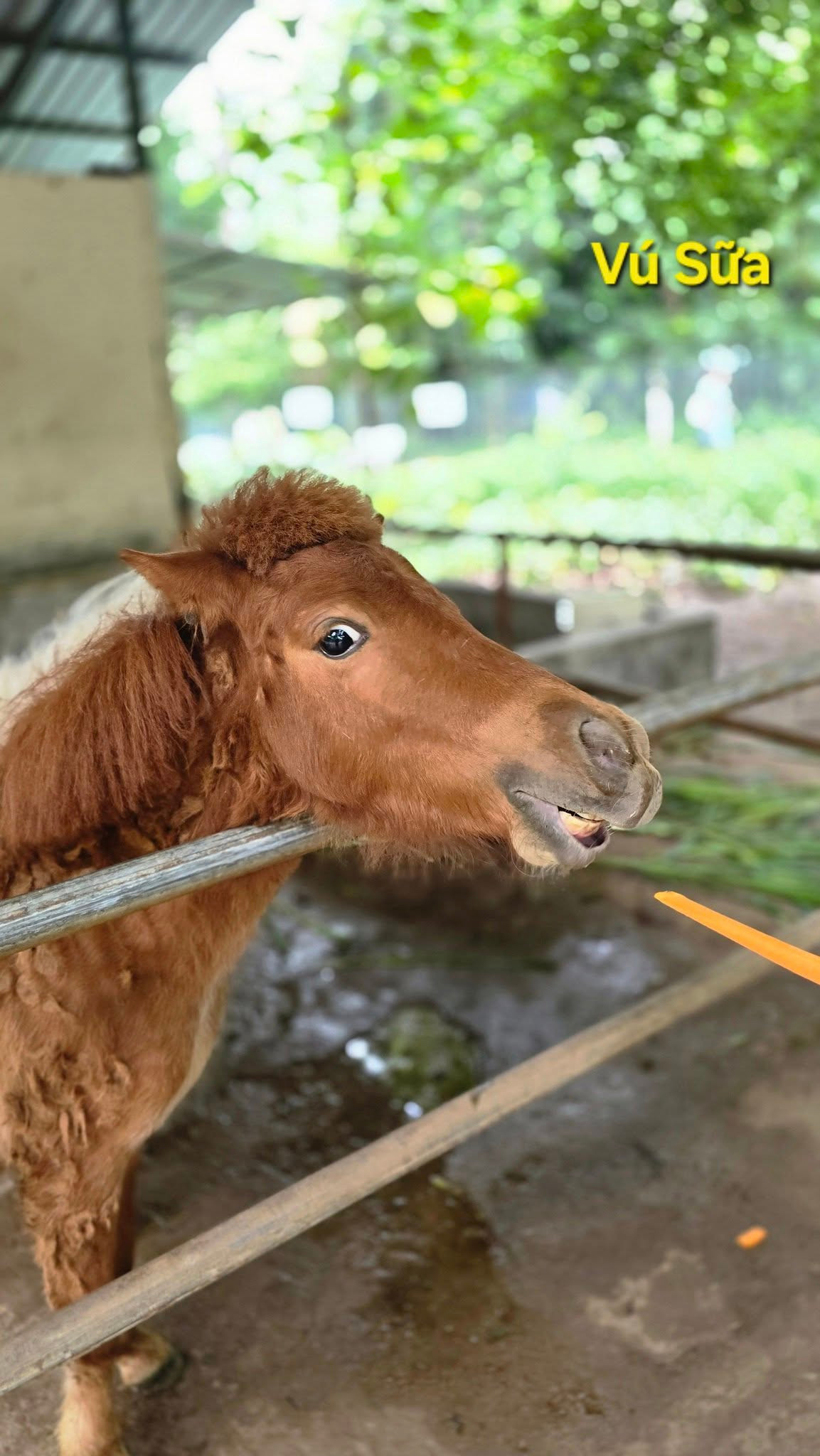 Chú ngựa vú sữa với gương mặt ngổ ngáo.