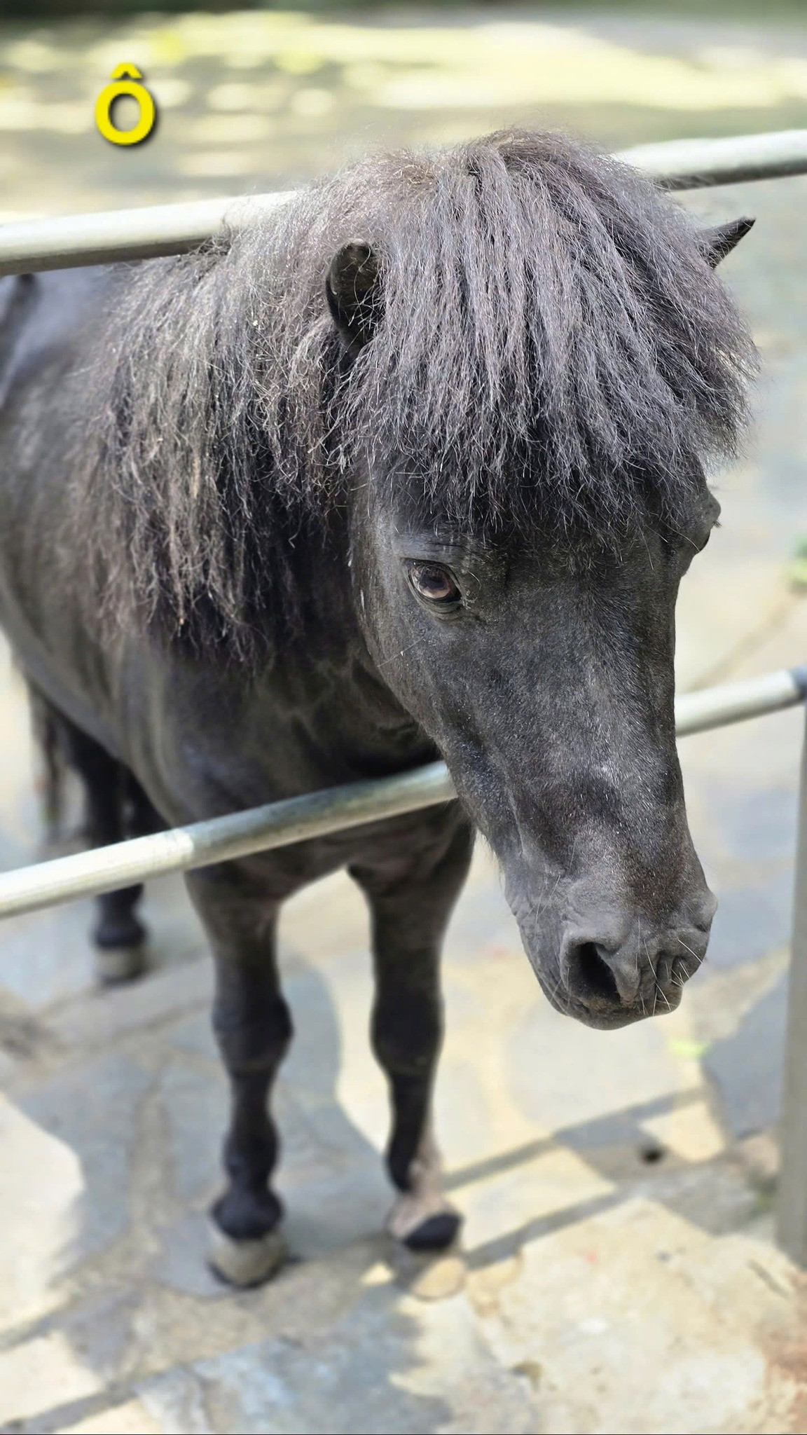 Không chỉ người dân ở TP HCM mà người dân ở nhiều nơi khác nhau khắp cả nước đều bày tỏ sự thích thú, nói rằng nếu có dịp du lịch ở thành phố mang tên Bác thì sẽ ghé thăm Thảo Cầm Viên để tận mắt nhìn thấy những thú viên với cái tên đặc biệt này.