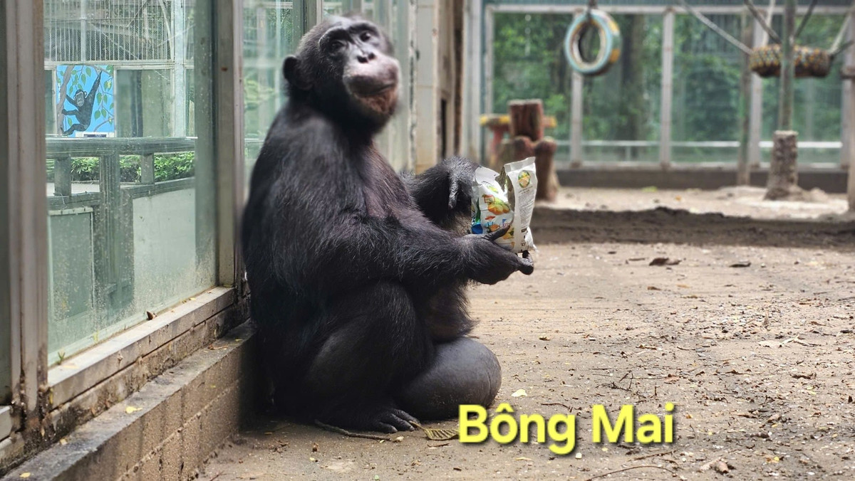 Những cái tên độc đáo đã góp phần tạo nên sự thu hút đối với du khách. Nhiều người đến Thảo Cầm Viên không chỉ để ngắm nhìn các loài động vật mà còn để tìm hiểu về những câu chuyện thú vị đằng sau mỗi cái tên.