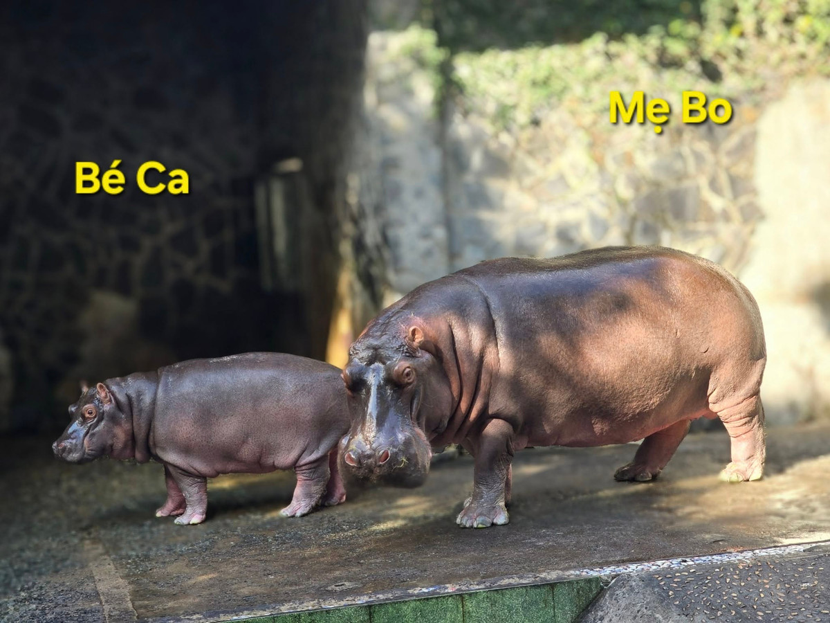 Những cái tên này khiến netizen không thể nào liên hệ được với hình ảnh của chính chủ. Ví dụ như chú hà mã nặng hàng tấn nhưng mang những cái tên nghe vô cùng bé nhỏ, dễ thương như bo, hạt chia.