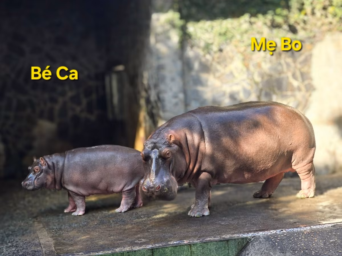 Những cái tên này khiến netizen không thể nào liên hệ được với hình ảnh của chính chủ. Ví dụ như chú hà mã nặng hàng tấn nhưng mang những cái tên nghe vô cùng bé nhỏ, dễ thương như bo, hạt chia.