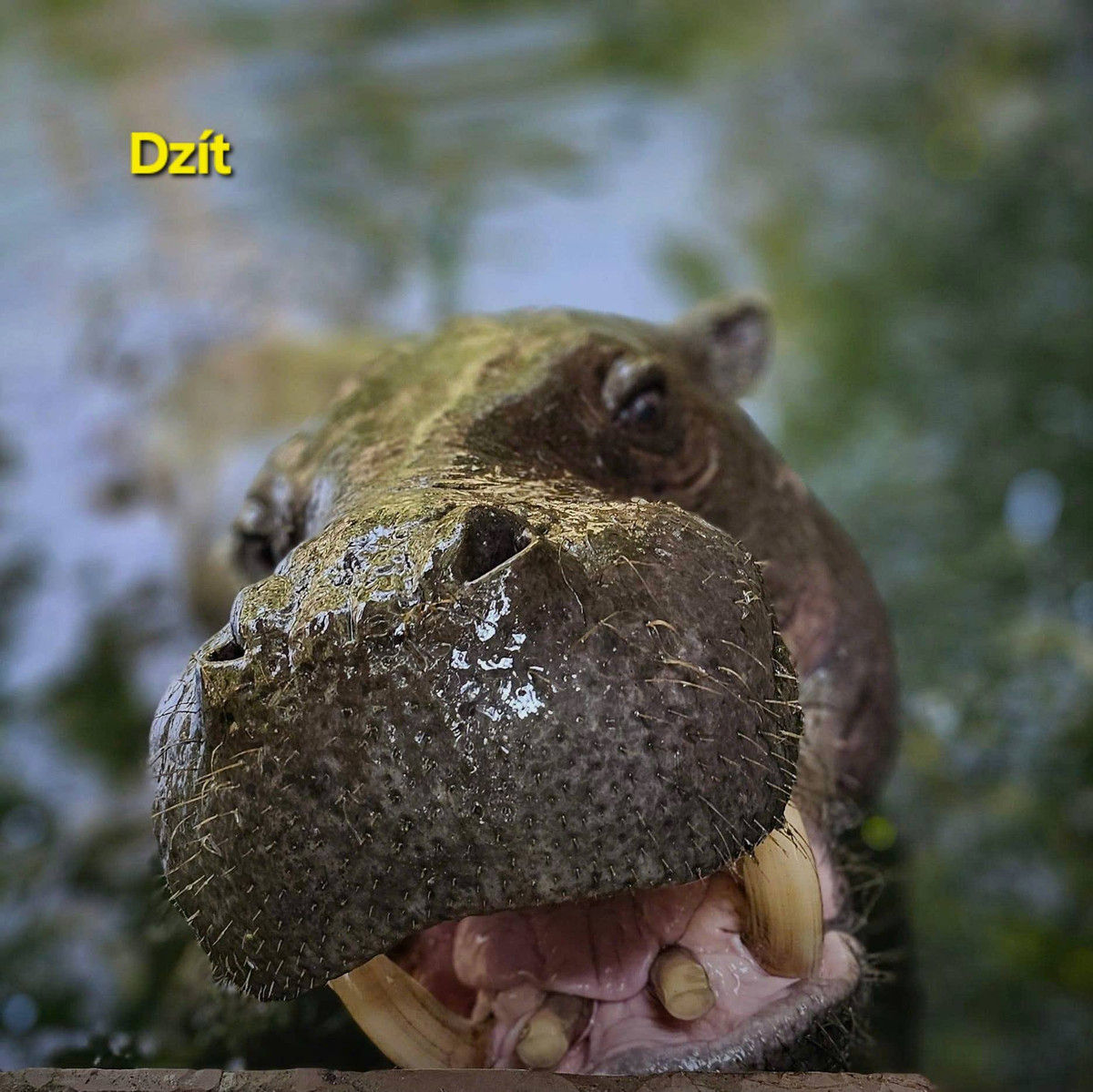 Có cái tên lại nửa Tây, nửa ta thú vị...