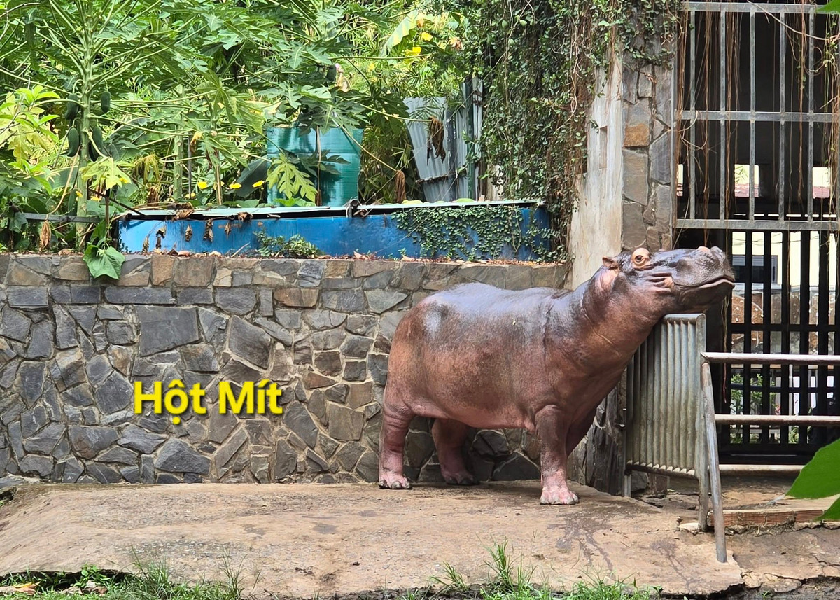 Có lẽ vì vẻ ngoài bóng bẩy tròn lẳn nên chú hà mã này mới có tên Hột Mít.