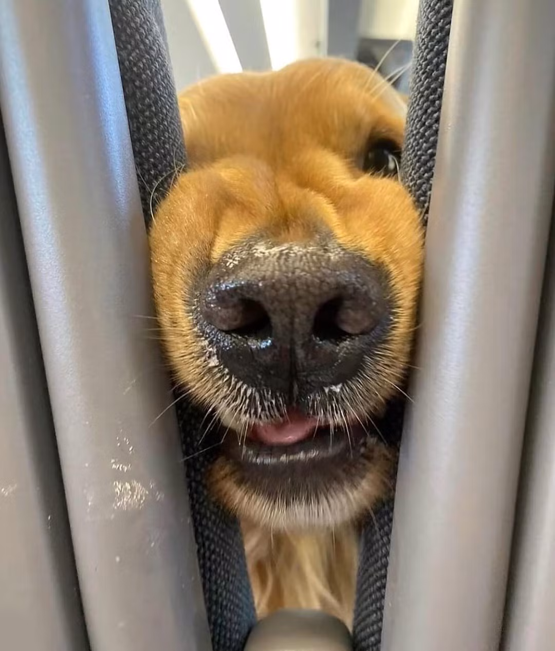 Cô gái đã nhanh tay chụp lại những khoảnh khắc đáng yêu này của chú cún.