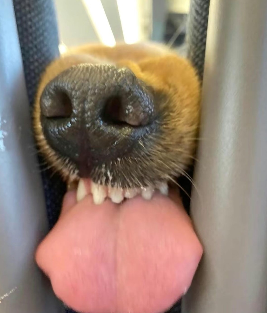 Ở dưới phần bình luận, nhiều người đã để lại những bình luận hài hước: "Răng nó trắng quá vậy", "răng miệng chăm sóc kỹ ha", "có bạn đường như này đường về nhà bớt nhàm chán hơn hẳn nha".