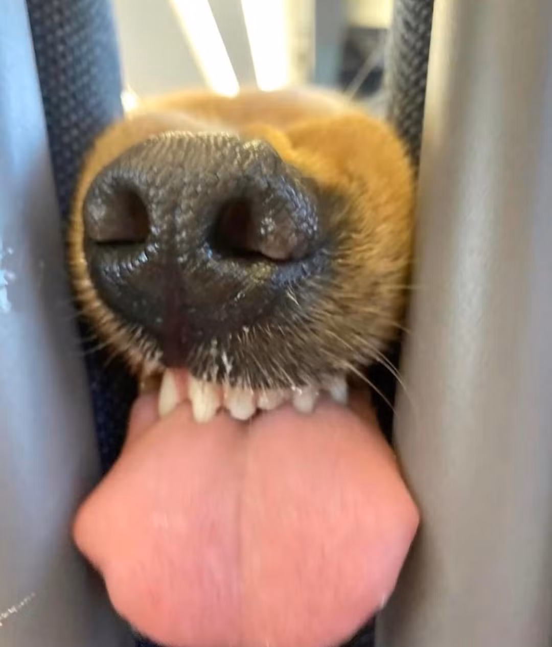 Ở dưới phần bình luận, nhiều người đã để lại những bình luận hài hước: "Răng nó trắng quá vậy", "răng miệng chăm sóc kỹ ha", "có bạn đường như này đường về nhà bớt nhàm chán hơn hẳn nha".