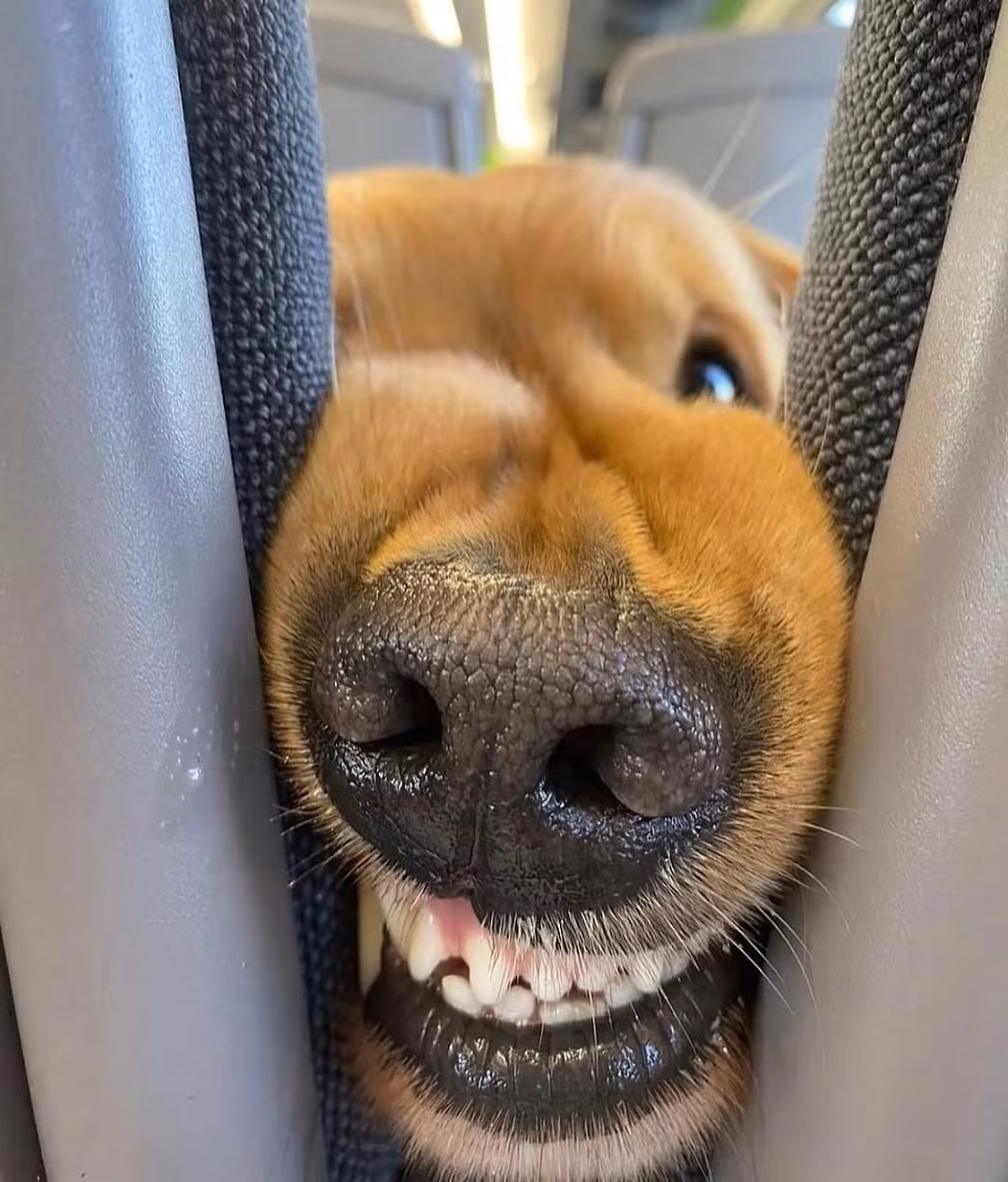 Tạo dáng vô cùng chuyên nghiệp khi thường xuyên thay đổi biểu cảm...